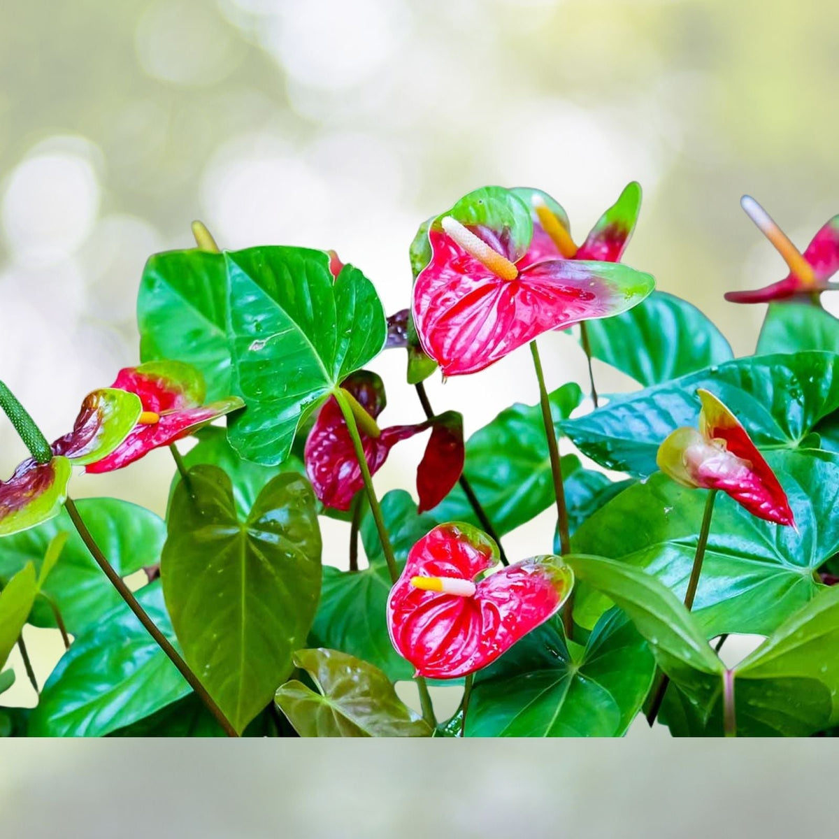 Anthurium Plant 6" Pot Birds Nest 'Hookerii' Indoor Tropical Houseplant - Anthurium andraeanum