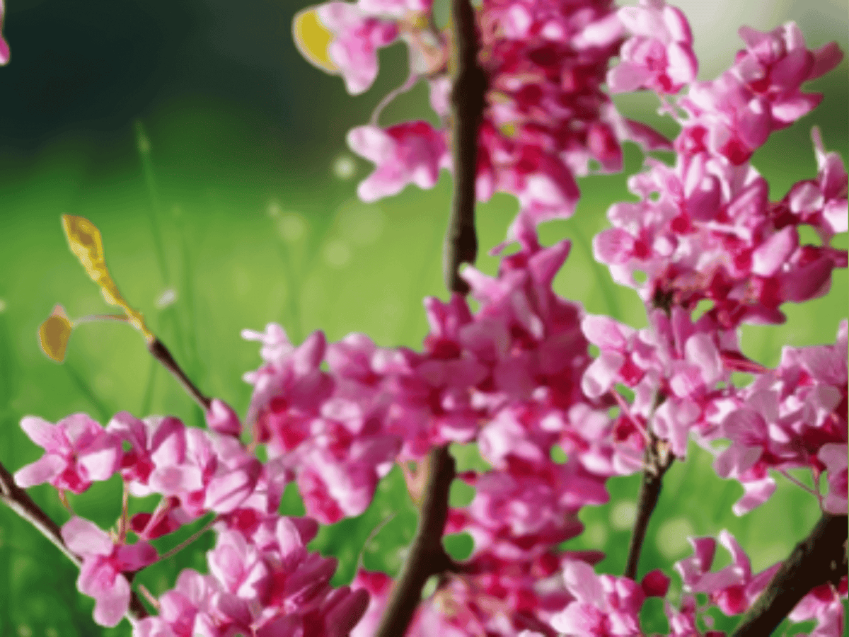2 Live Plants Eastern Redbud Trees 12 Inch Tall Cercis canadensis Starter Plants