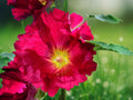 25 Seeds Hollyhock Burgundy Red Deep Wine Blooms Hardy Tall Perennial Cottage Garden