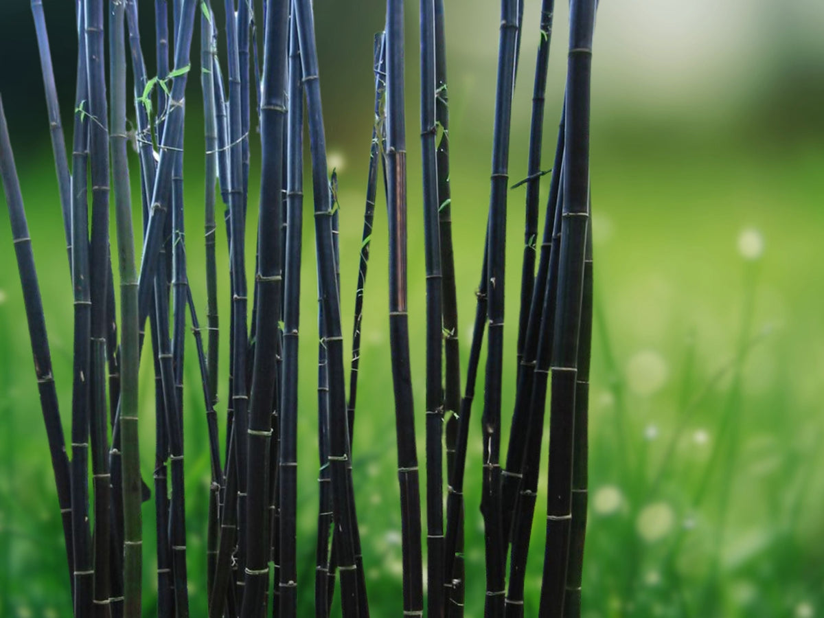 50 Seeds Black Bamboo Phyllostachys Nigra Exotic Ornamental Variety Jet Black Culms Fast Growing Bamboo for Patio Garden or Landscape