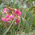 Large Fruited Gum Seeds 30 Pack - Eucalyptus leucoxylon Australian Native Tree Seeds for Planting