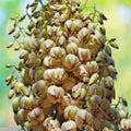 Our Lord's Candle Yucca Seeds 50 Pack, Chaparral Whipplei, USA Grown, Drought Tolerant Desert Plant