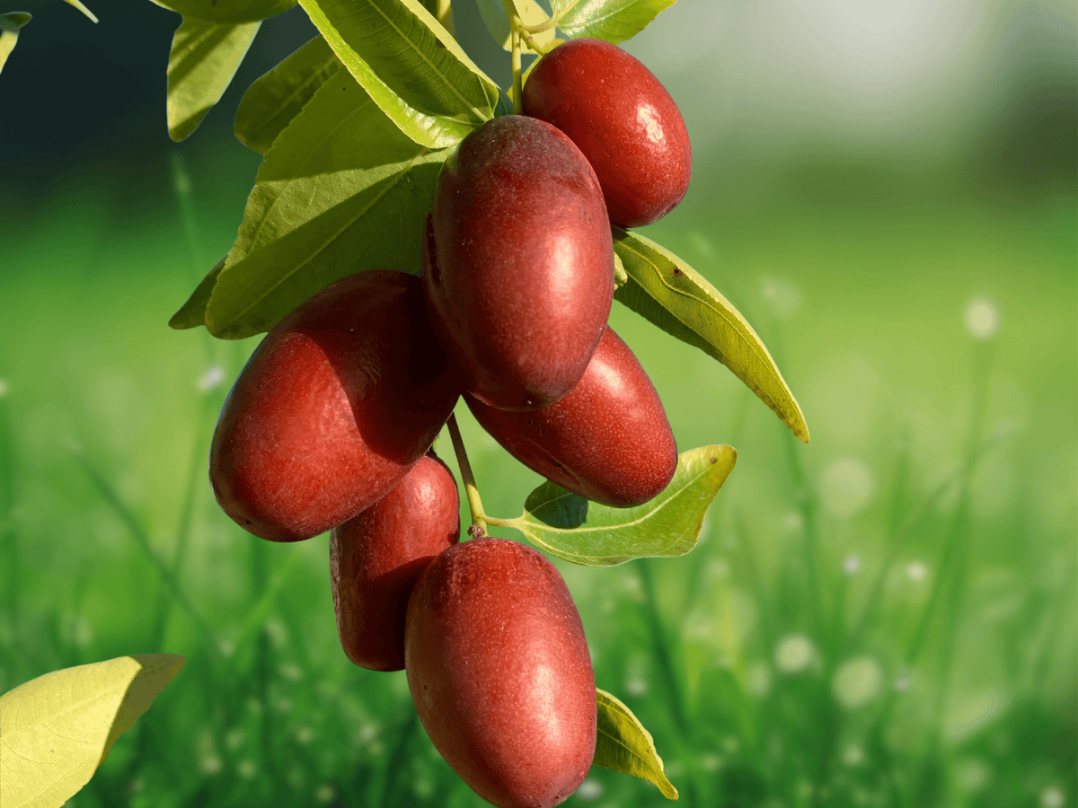 5 Seeds Ziziphus jujuba (Jujube) Seeds Hardy Temperate Fruit Tree