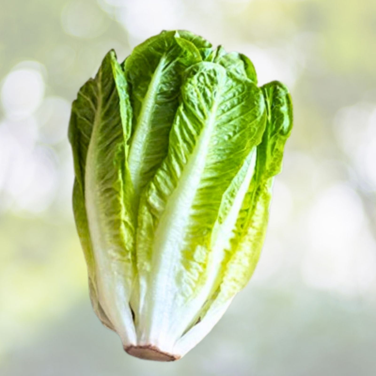 Parris Island Romaine Seeds | NON-GMO Heirloom Lettuce Seeds | Lactuca sativa | Garden Vegetable Seeds