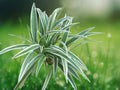 1 Rooted Cutting Reverse Variegated Spider Plant Chlorophytum comosum Live Houseplant Starter Easy Care