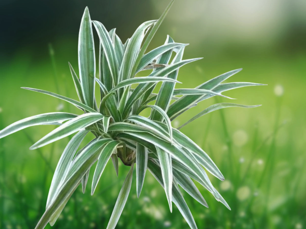 1 Rooted Cutting Reverse Variegated Spider Plant Chlorophytum comosum Live Houseplant Starter Easy Care