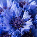 Bachelor Button Seeds 50 Pack Tall Blue Variety Bright Blooms Centaurea cyanus Flower Seeds for Garden Planting