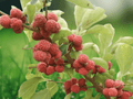 10 Seeds Chinese Mulberry Silkworm Tree Maclura tricuspidata