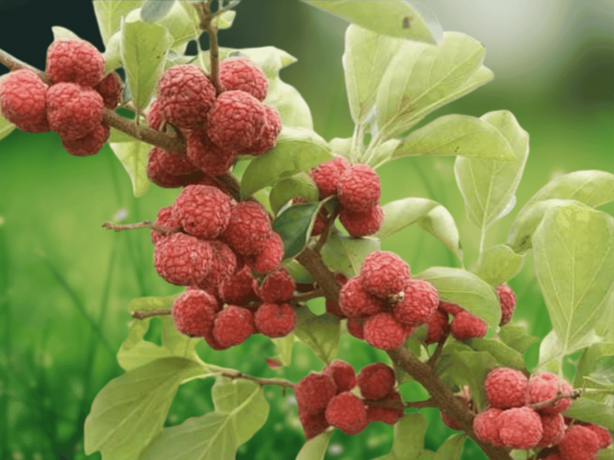 10 Seeds Chinese Mulberry Silkworm Tree Maclura tricuspidata