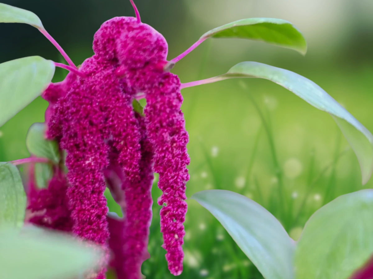 500+ Seeds Love Lies Bleeding Amaranthus Caudatus Long Red Hanging Tails Annual Garden