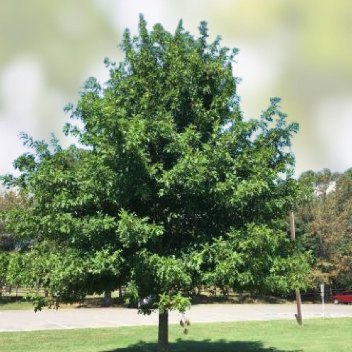 Cherrybark Oak Tree Live Plant 12-16" Bare Root Quercus pagoda Native Hardwood for Landscaping