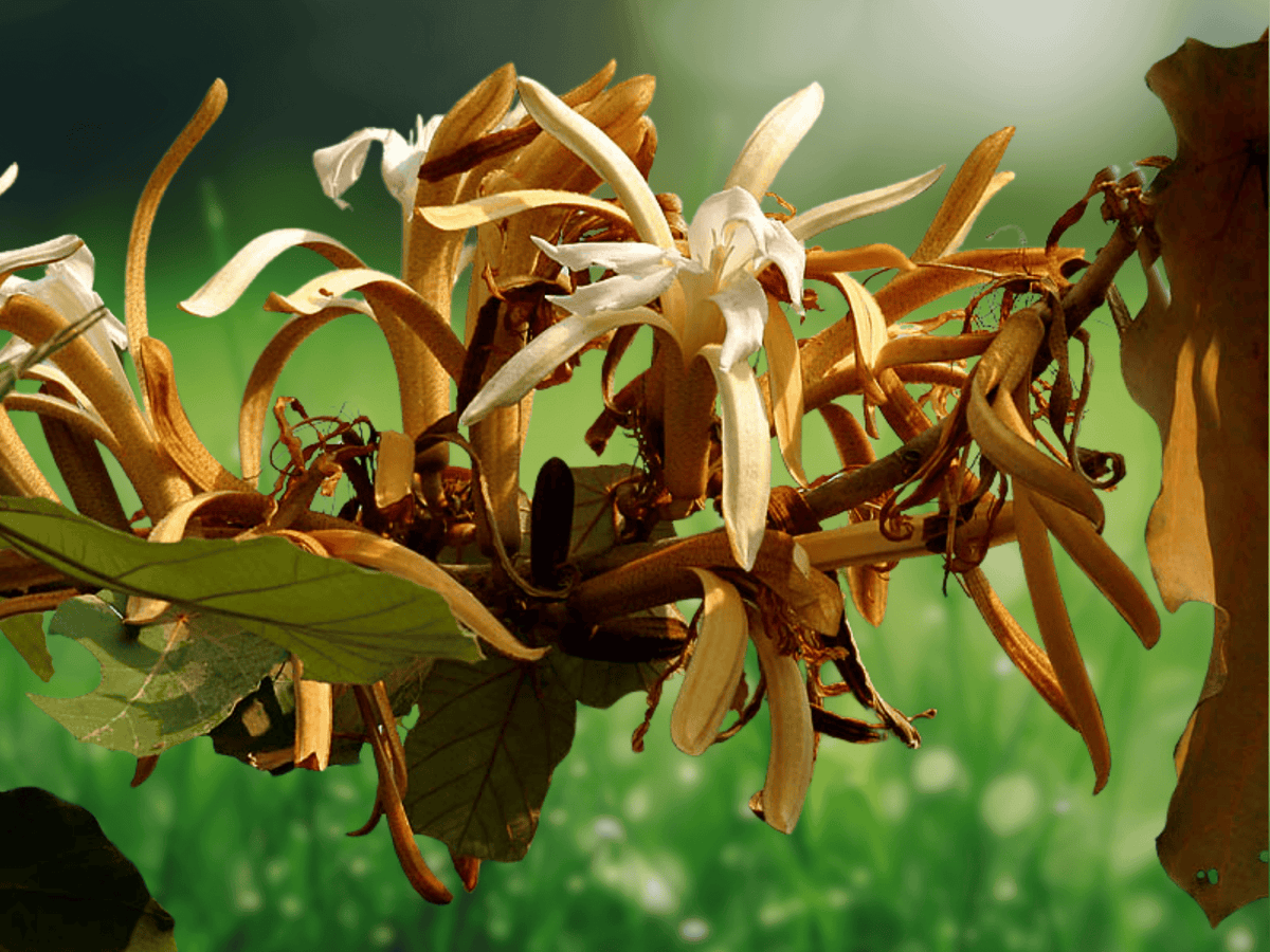 5 Seeds Pterospermum acerifolium Dinnerplate Tree Tropical Flowering Tree