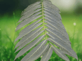 5 Seeds Toona ciliata Red Cedar Tree