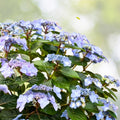Pop Star Hydrangea 6-Pack Rooted Cuttings - Beginner-Friendly Hydrangea macrophylla Bundle for Garden, Landscaping, and Containers