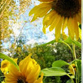 Mammoth Grey Stripe Sunflower Seeds 25+ Pack Helianthus annuus for Gardening and Planting