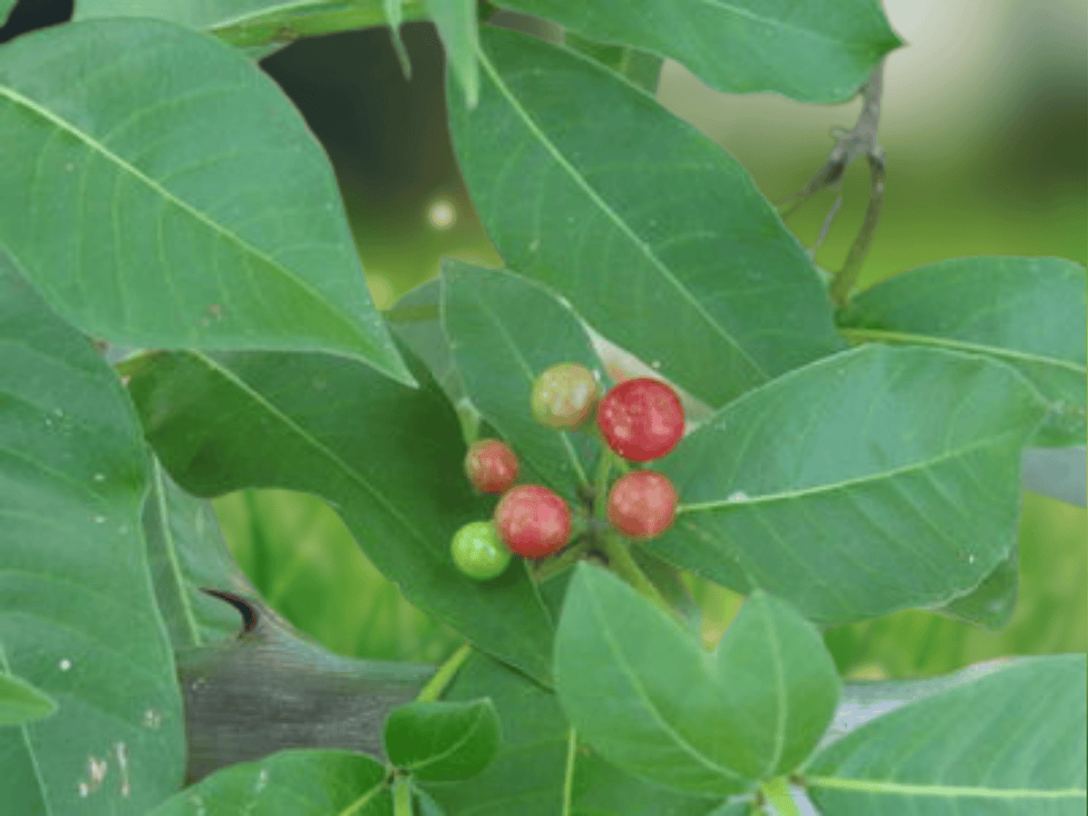 5 Seeds Rauwolfia tetraphylla Tropical Ornamental Shrub