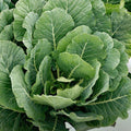 Heirloom Collard Greens Seeds – Non-GMO Vates Variety – Brassica oleracea var. acephala – 50+ Seeds for Gardening