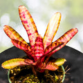 Neoregelia Hot Embers Bromeliad Plant | 4" Pot | Vibrant Tropical Houseplant | Neoregelia 'Hot Embers'