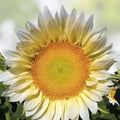 White Light Sunflower Seeds 20 Pack – Pure White Helianthus annuus for Planting, Garden, and Landscaping