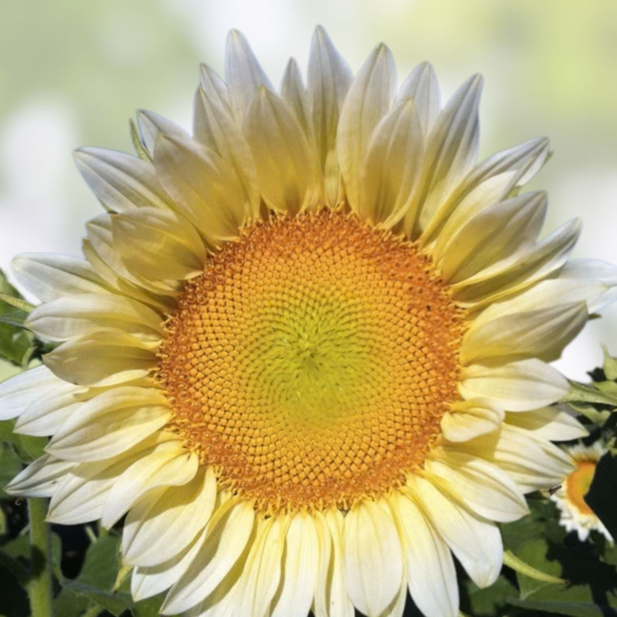 White Light Sunflower Seeds 20 Pack – Pure White Helianthus annuus for Planting, Garden, and Landscaping