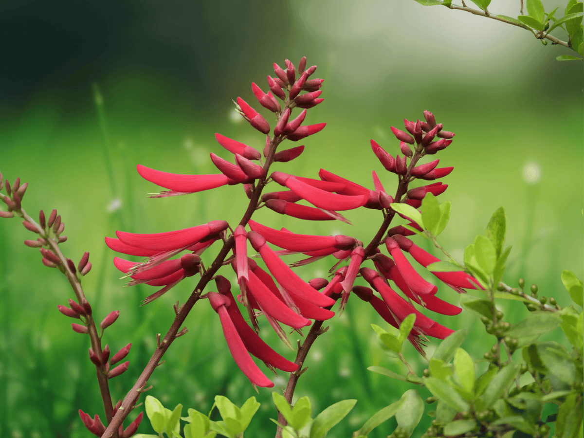 5 Seeds Erythrina herbacea Coral Bean