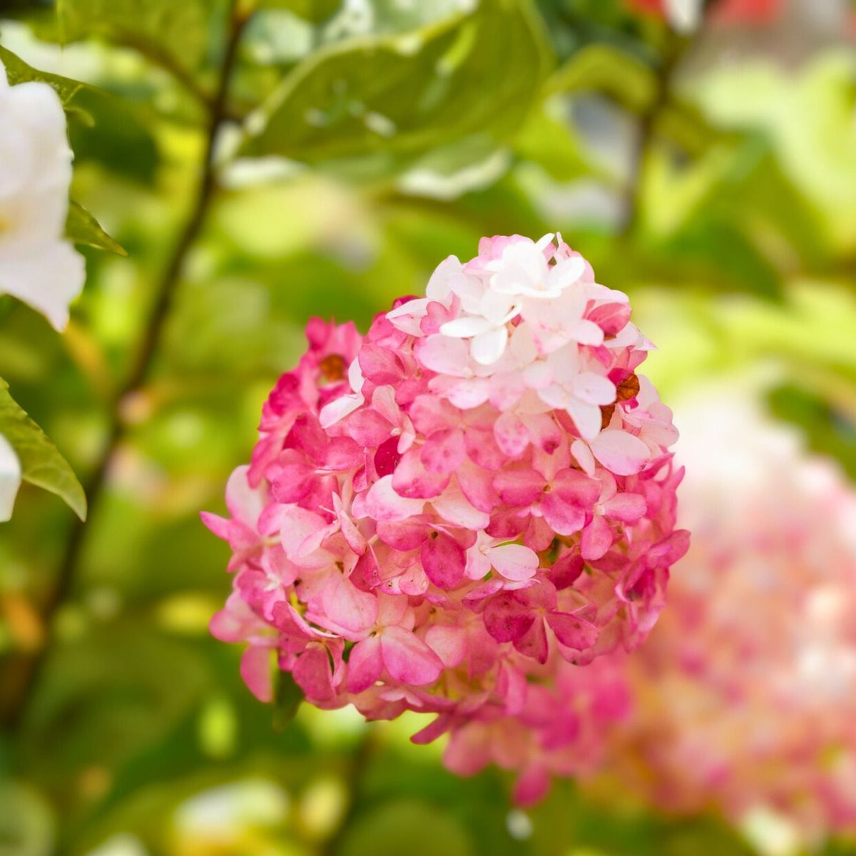 Vanilla Strawberry Hydrangea Cuttings 7-Pack, Unrooted, Hardy Shrub, Hydrangea paniculata, Organic, Easy to Root