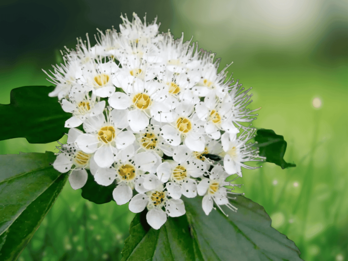 1 Live Plant Ninebark Physocarpus opulifolius Shrub Starter 12 Inches Tall