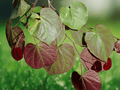 5 Seeds Cercis canadensis Forest Pansy Eastern Redbud Ornamental Tree