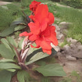Canna Lily Seeds - Atlantic Beauty Variety - Colorful Flowering Plant - Canna indica