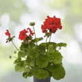 Rare Geranium Live Plant Cuttings 2x6" & 3x5" Red & White Pelargonium Fragrant Blooms Drought Tolerant USDA Zone 5-10