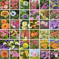 Princess Mix Seed Pack - 900+ Seeds, Multi-Color, Easy to Grow, 35+ Varieties - Perfect for Young Gardeners