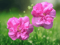 5 Seeds Hibiscus mutabilis Confederate Rose