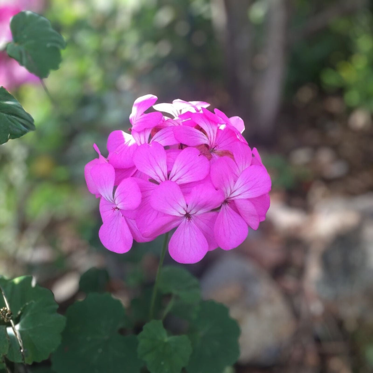 Geranium Cuttings - 6 Inch Purple & Dark Purple Center - Pelargonium spp. - Fresh Plant Cuttings for Gardening