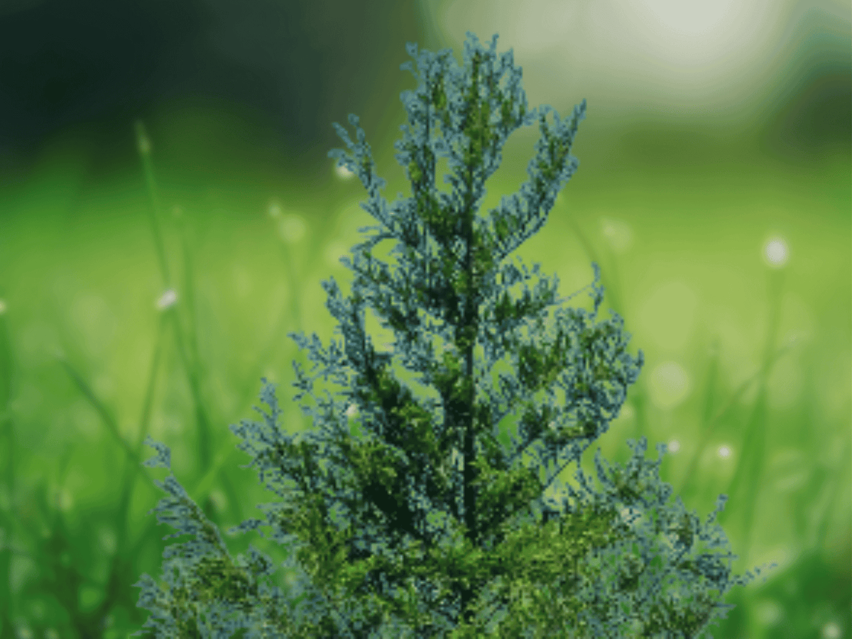 5 Live Plants Bald Cypress Tree 12 Inch Tall Taxodium distichum Bare Root