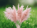 3 Pink Pampas Grass Plant Plugs