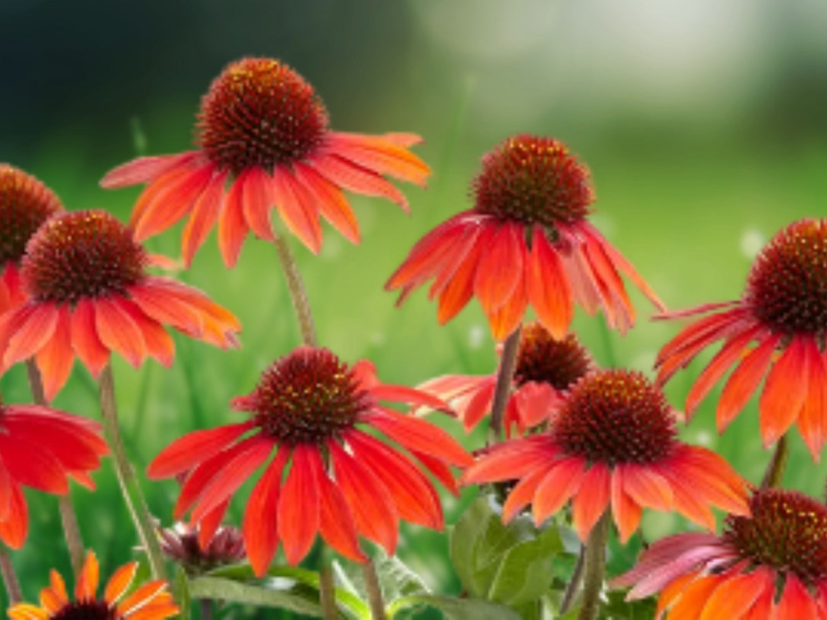 50 Seeds Echinacea Red Ombre Coneflower Perennial Flower Red Pink Blooms Hardy Drought Tolerant Garden Pollinator Plant