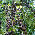 Fresh Ketembilla Seeds - 10x Edible Ceylon Gooseberry, Dovyalis hebecarpa, Easy to Grow, Abundant Producer