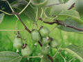 5 Seeds Actinidia arguta Issai Kiwi Fruit Vine