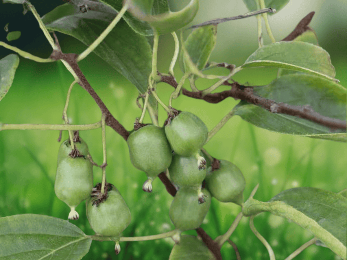 5 Seeds Actinidia arguta Issai Kiwi Fruit Vine