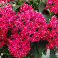 Pentas Seeds 100-Count New Look Red Pentas lanceolata Flower Garden Seeds for Pollinators