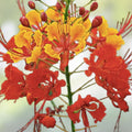 Red Bird of Paradise Flower Seeds – 15 Seeds, Tropical Garden Seeds, Bright Red Blooms, Caesalpinia pulcherrima