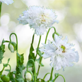 Poppy Seeds 500 Count JIMI'S SNOWFLAKES White Feathered Organic Papaver somniferum USA