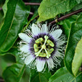 Giant Granadilla Sweet Passion Fruit Vine - 1 Gallon - Edible Fruit Plant (Passiflora quadrangularis) - 2-3 ft Tall