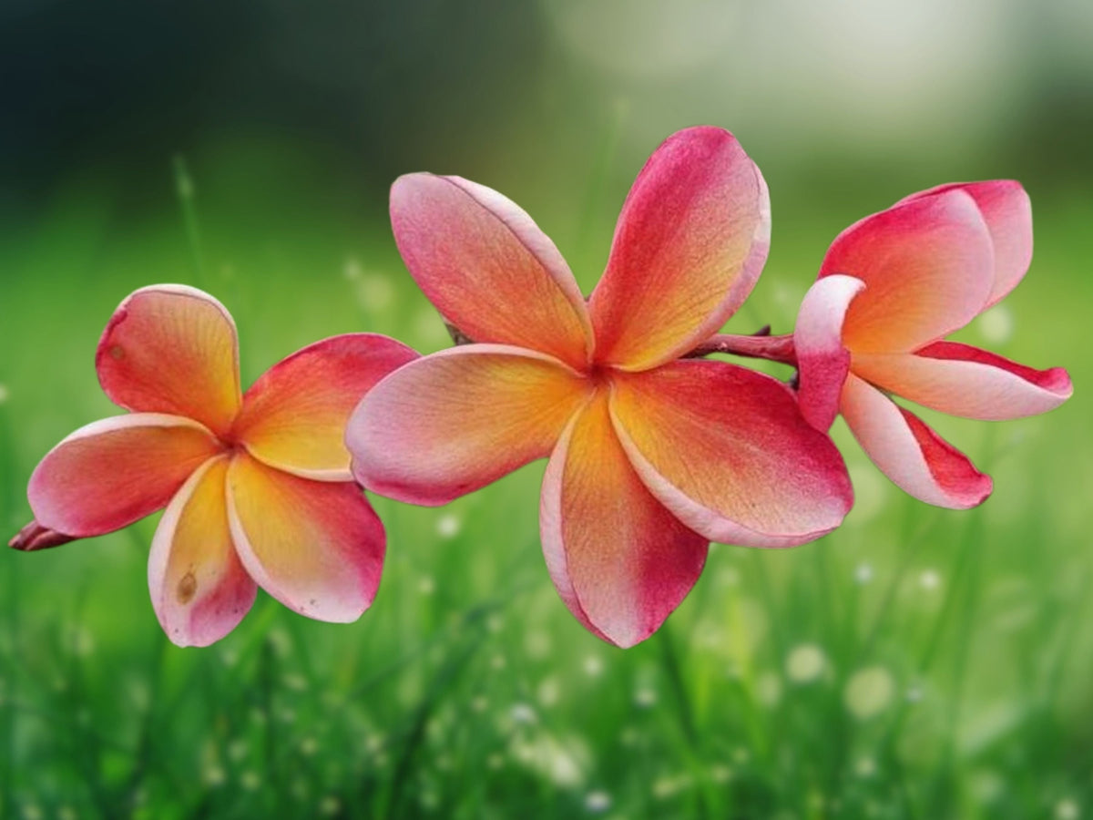 5 Orange Pink Plumeria Seeds Fragrant Tropical Flower Tree Frangipani Easy Grow Exotic Bloom for Patio Garden Landscape or Container