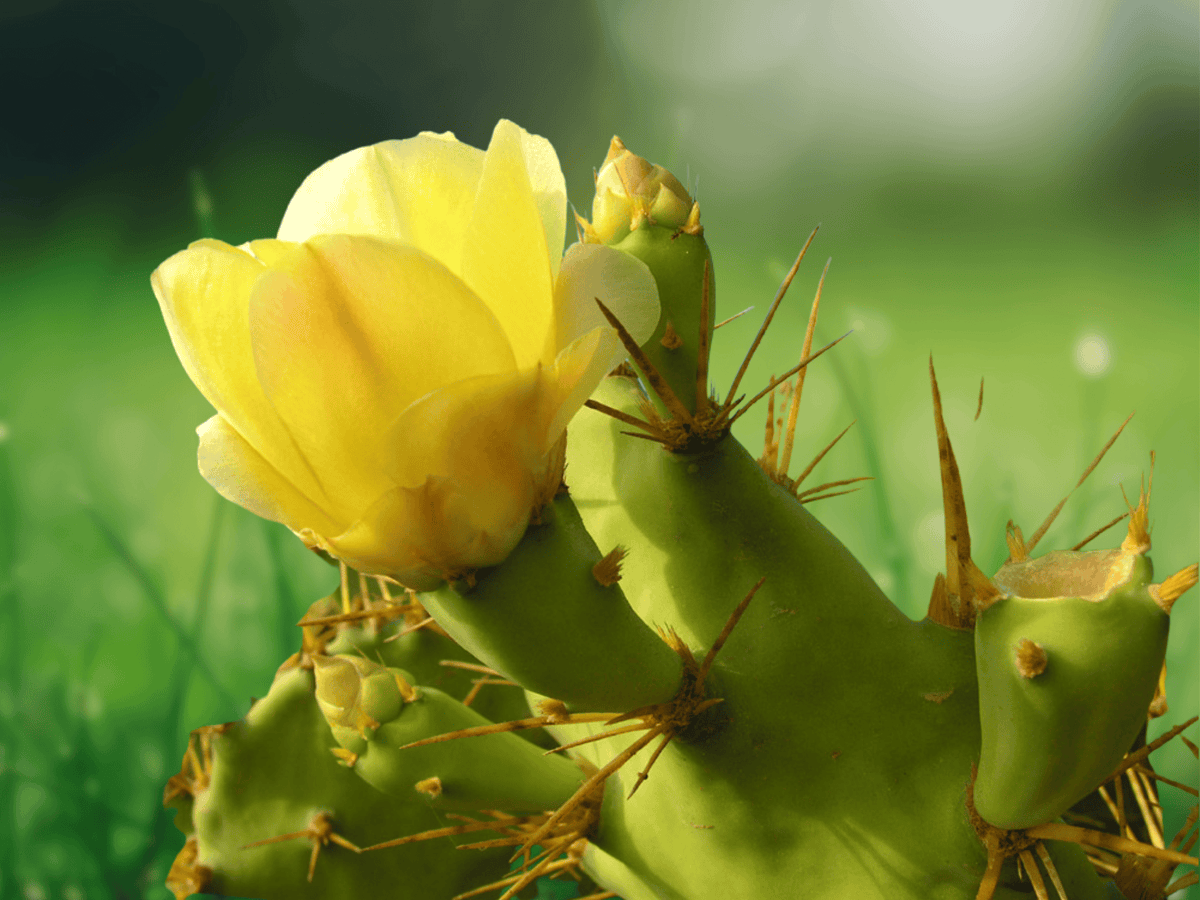 10 Seeds Opuntia dillenii Beach Prickly Pear Cactus Edible Fig Succulent