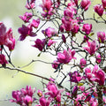 Magnolia Lily Seeds 10 Pack Pink Flowering Tree Magnolia liliflora Garden Plant Seeds