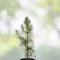 Loblolly Pine Seedlings 1ft - Evergreen Fast-Growing Pinus Taeda - Southern USA Native - 3 Live Plants