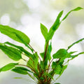 Cryptocoryne Wendtii 'Green' - Live Freshwater Aquarium Plant - Easy Care Aquatic Plant for Fish Tanks - Cryptocoryne Wendtii
