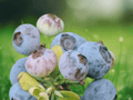 3 Plant Plugs Springhigh Blueberry Vaccinium corymbosum Southern Highbush
