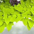 Sweet Potato Vine Live Plant - Green Fast-Growing Ornamental Vine - Ipomoea batatas - 1 Pot